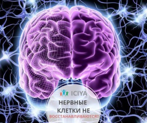 Наука о головном мозге